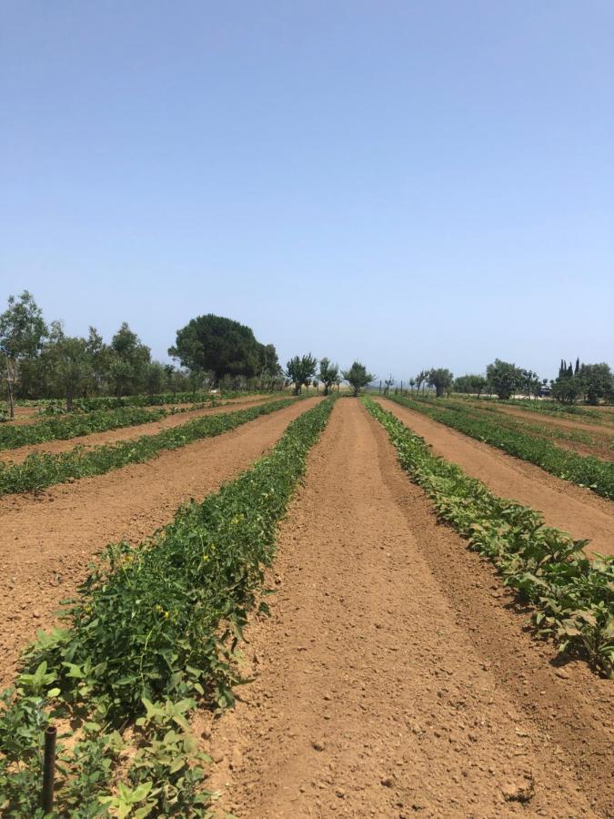 Agriturismo Donna Germana Cirò Marina Zewnętrze zdjęcie